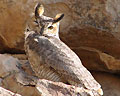 Great Horned Owl Feb 2006