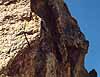 A Spiny Crevice Collared Lizard